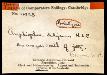 Media type: image; Invertebrate Zoology OPH-4993   Aspect: labels